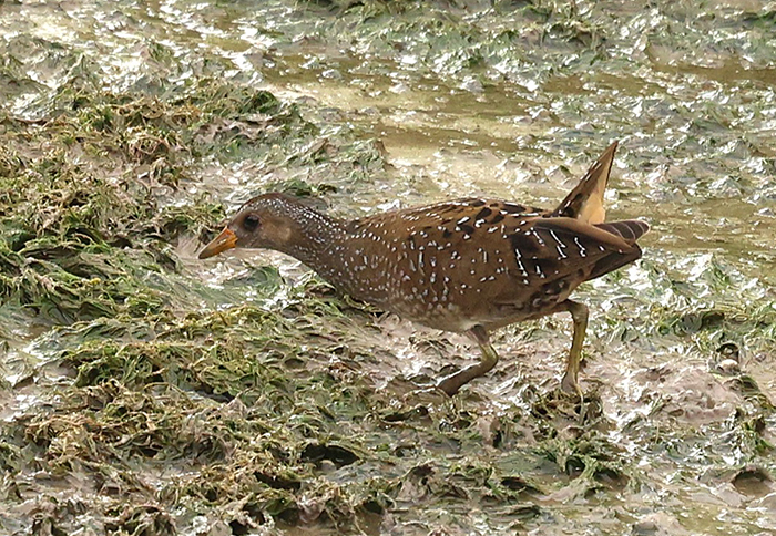 Spotted Crake