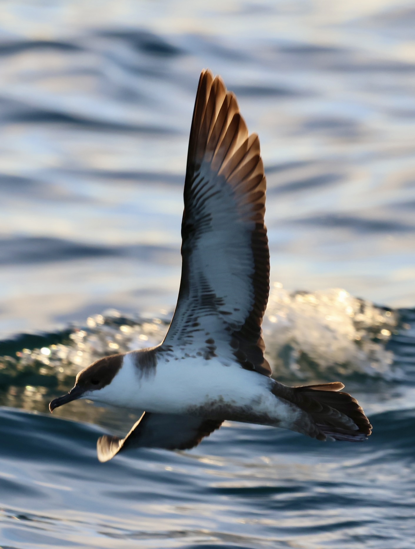 Great Shearwater