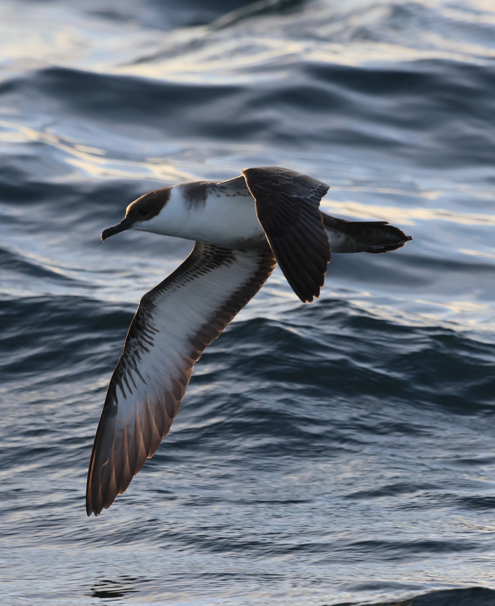 Great Shearwater