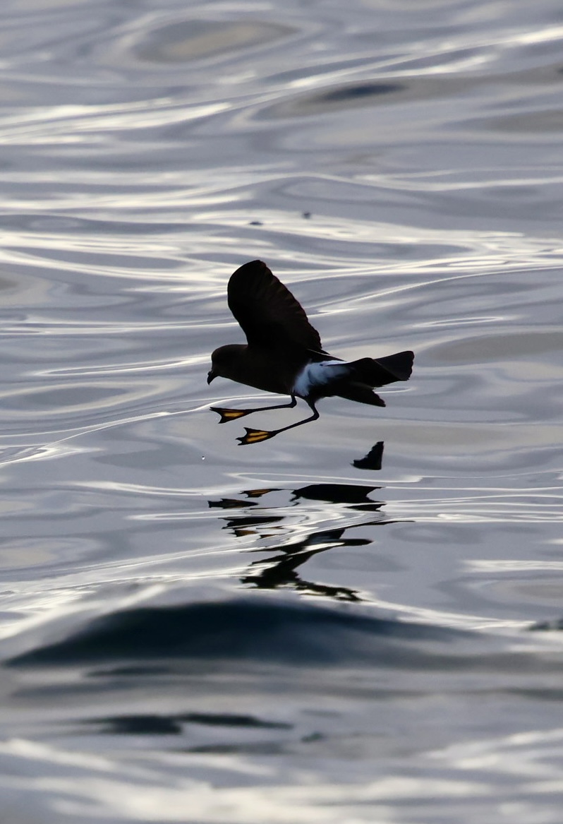 Wilson's Petrel