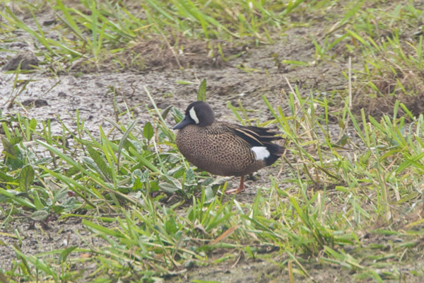 Blue-winged Teal