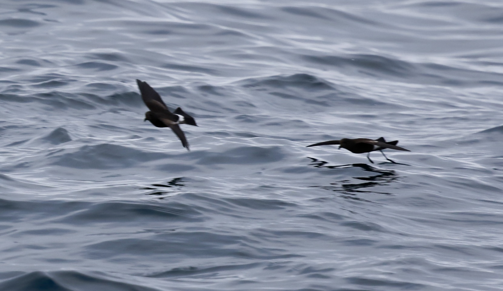 Wilson's Petrel