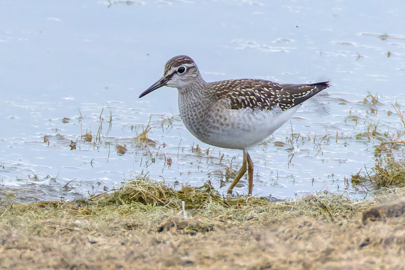 Wood Sandpiper