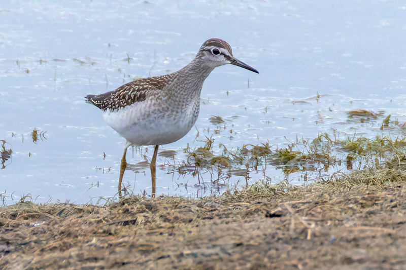 Wood Sandpiper