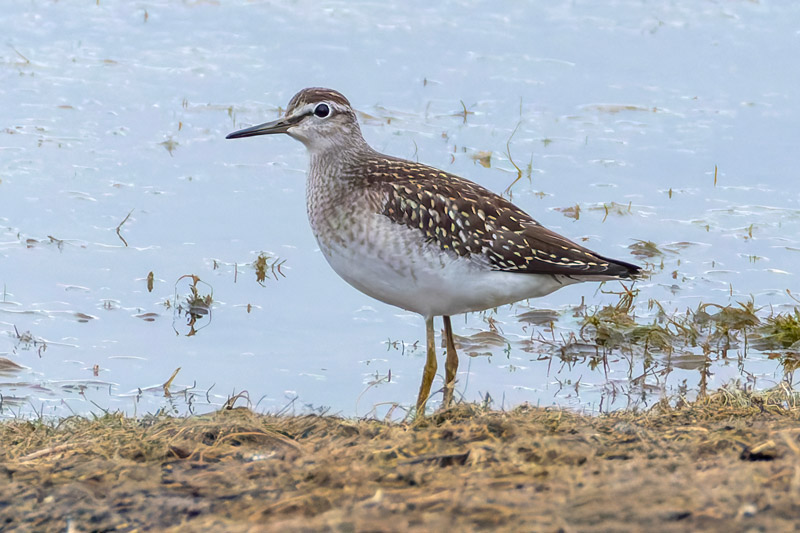Wood Sandpiper
