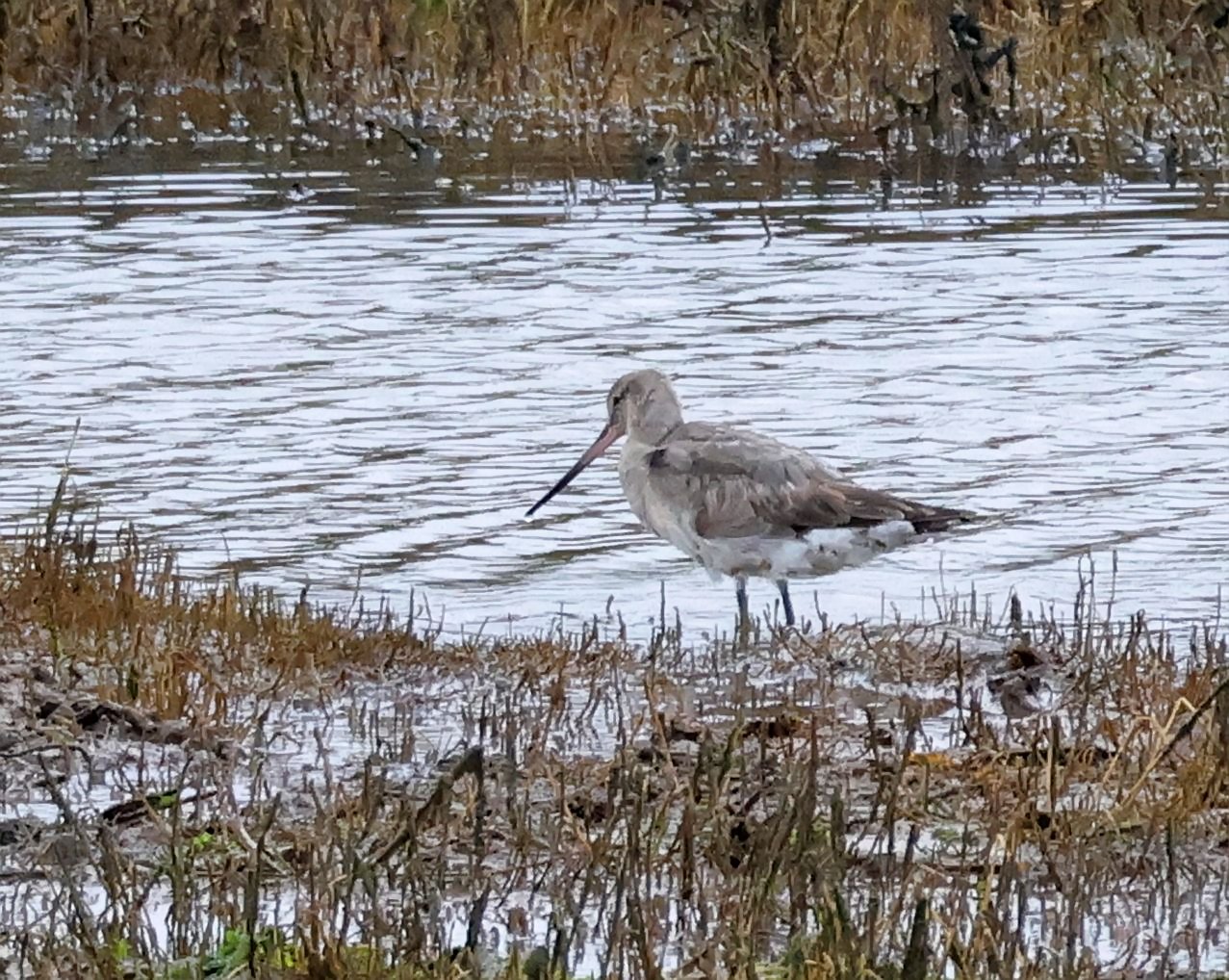 Hudsonian Godwit