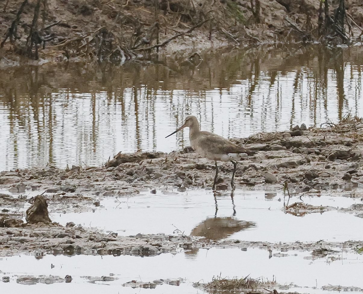 Hudsonian Godwit