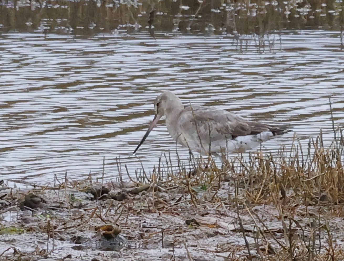 Hudsonian Godwit