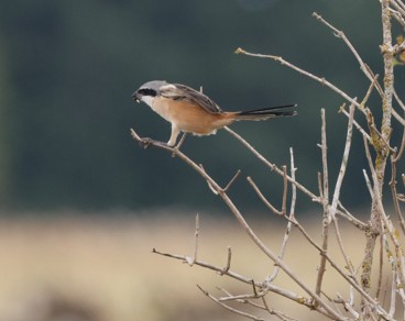 Long-tailed Shrike