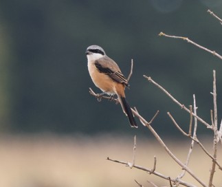 Long-tailed Shrike