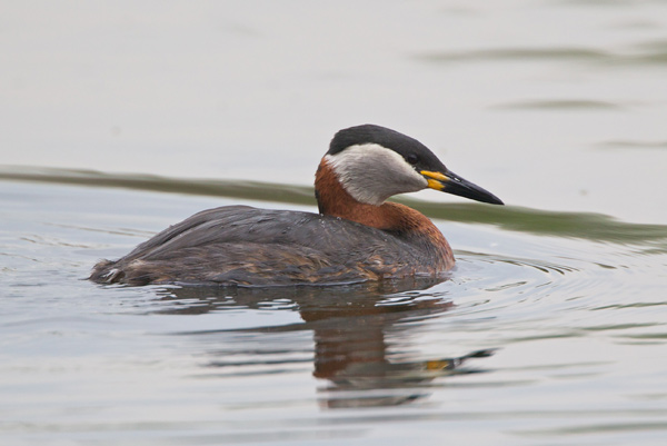 Red-necked Grebe