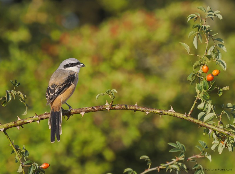 Long-tailed Shrike