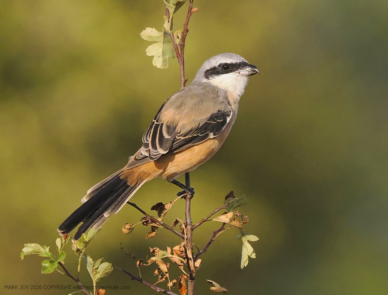 Long-tailed Shrike