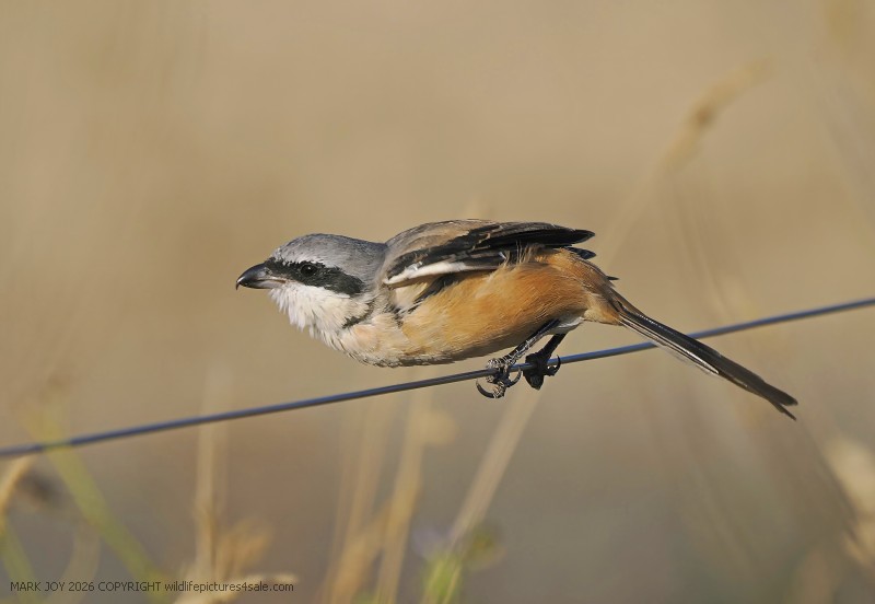 Long-tailed Shrike