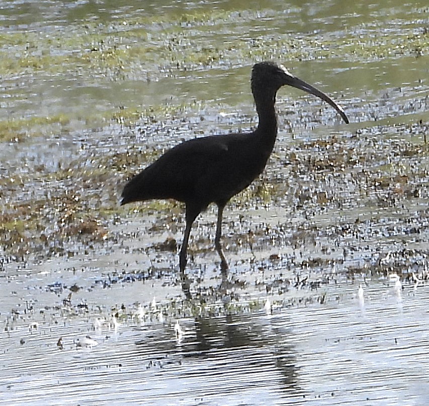 glossy ibis