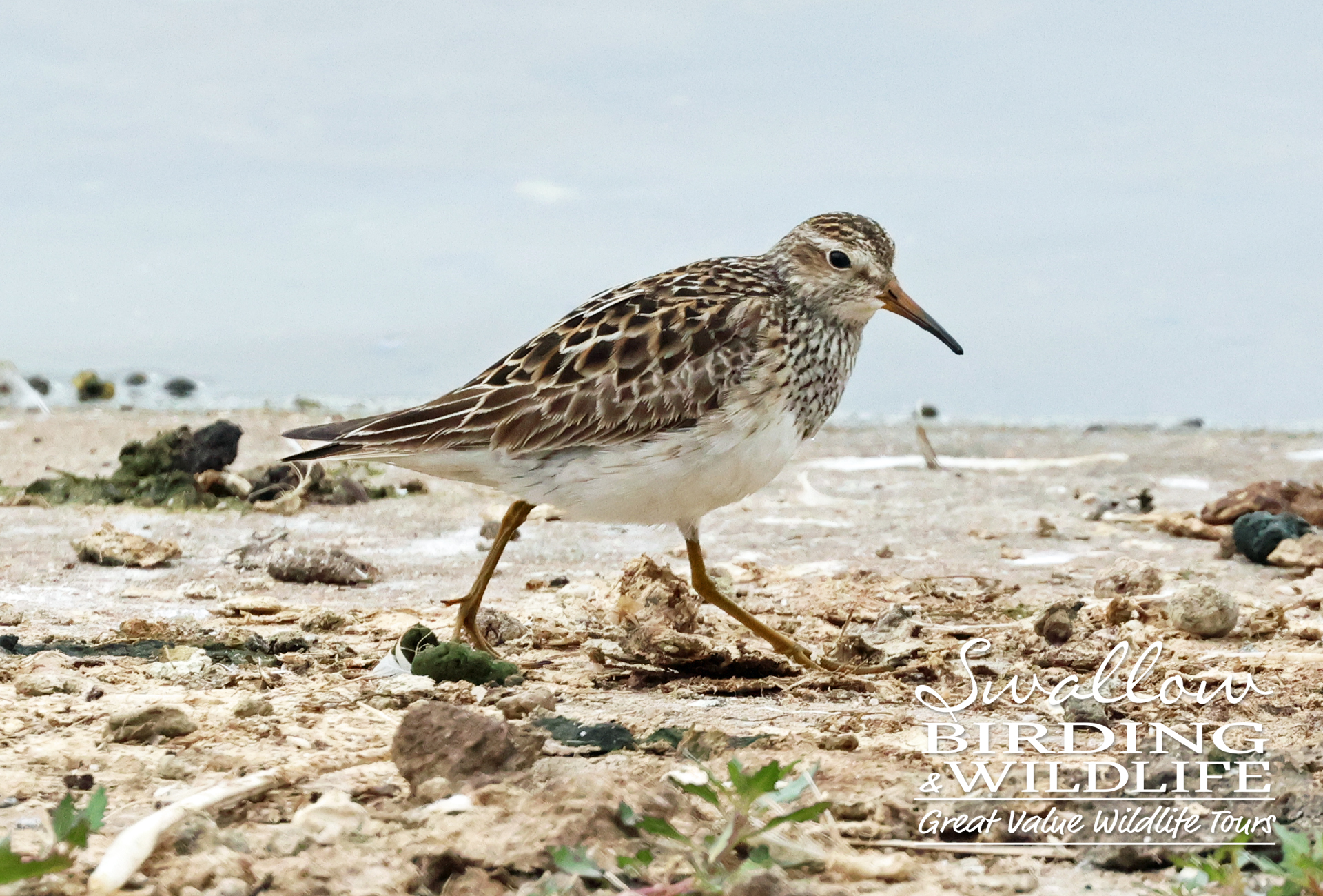 Pectoral Sandpiper