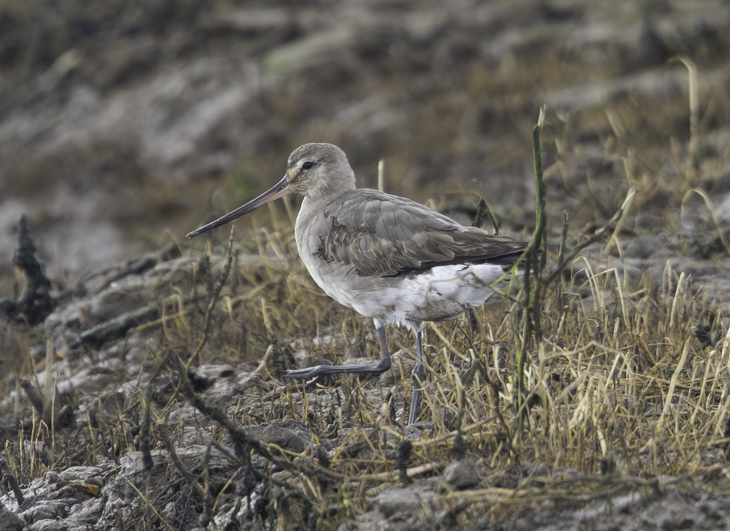 Hudsonian Godwit