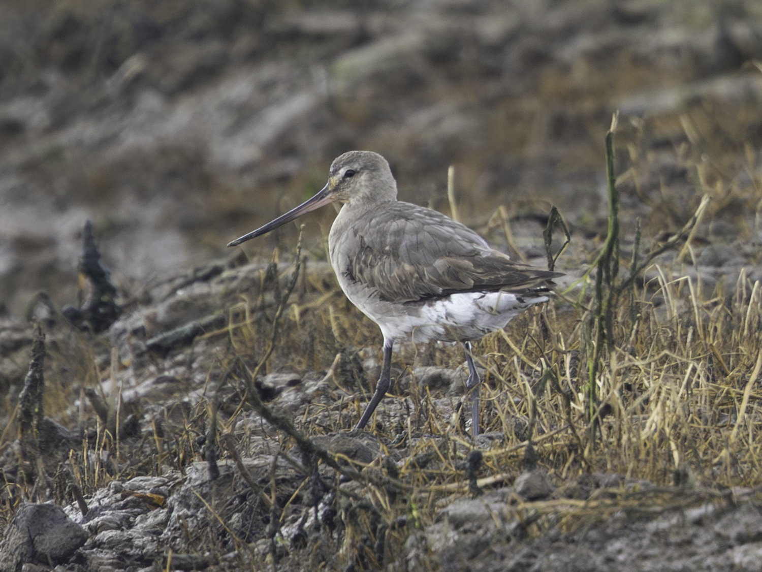 Hudsonian Godwit