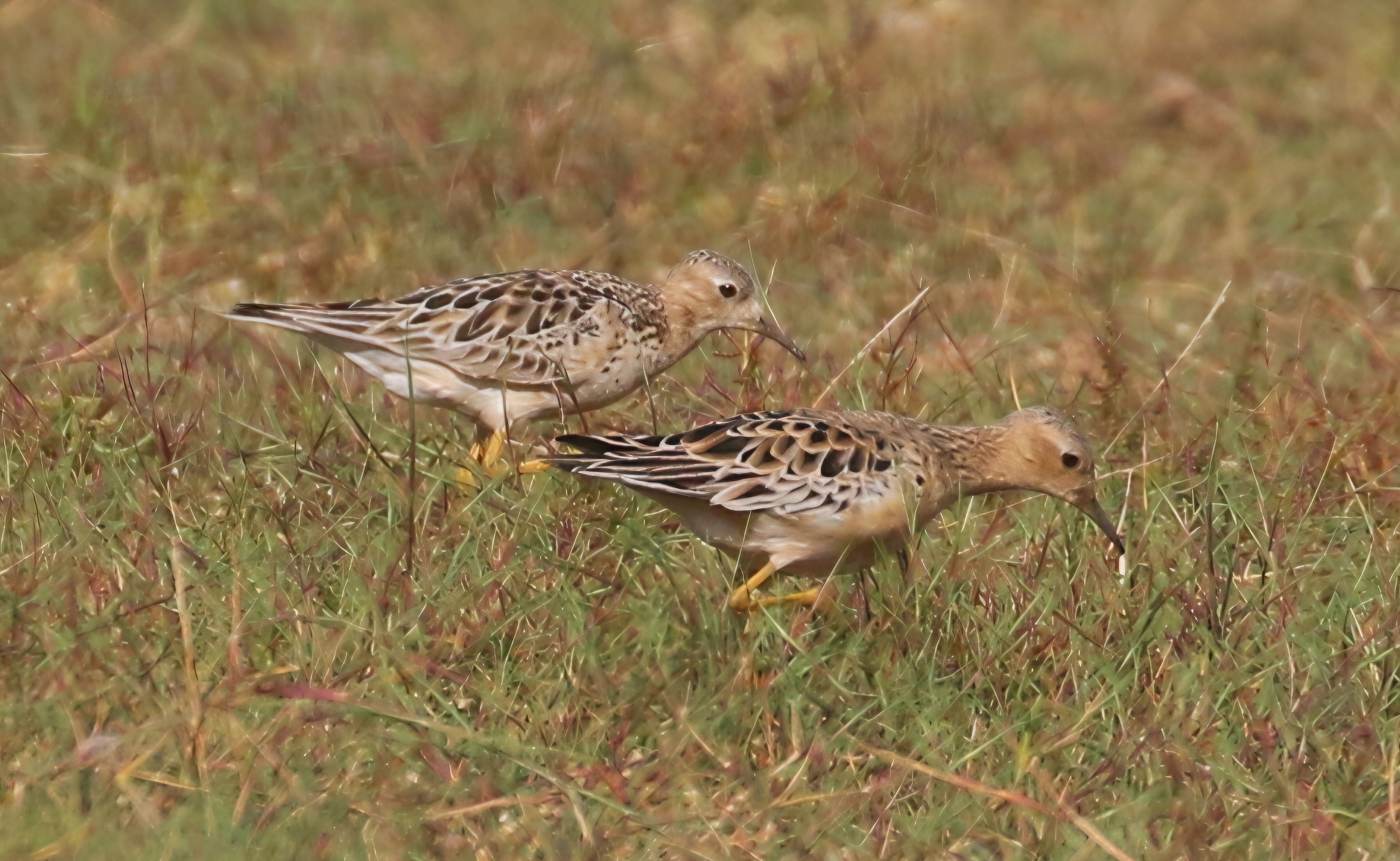 Buff-breasted Sandpiper
