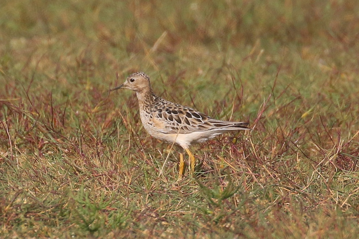 Buff-breasted Sandpiper