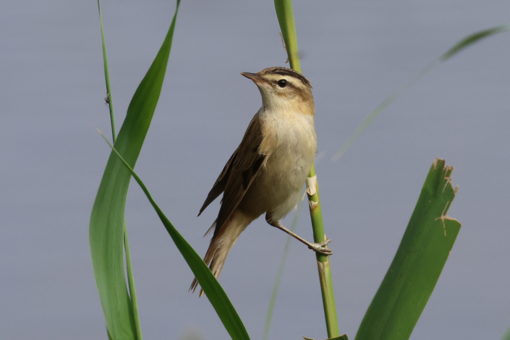 Sedge Warbler