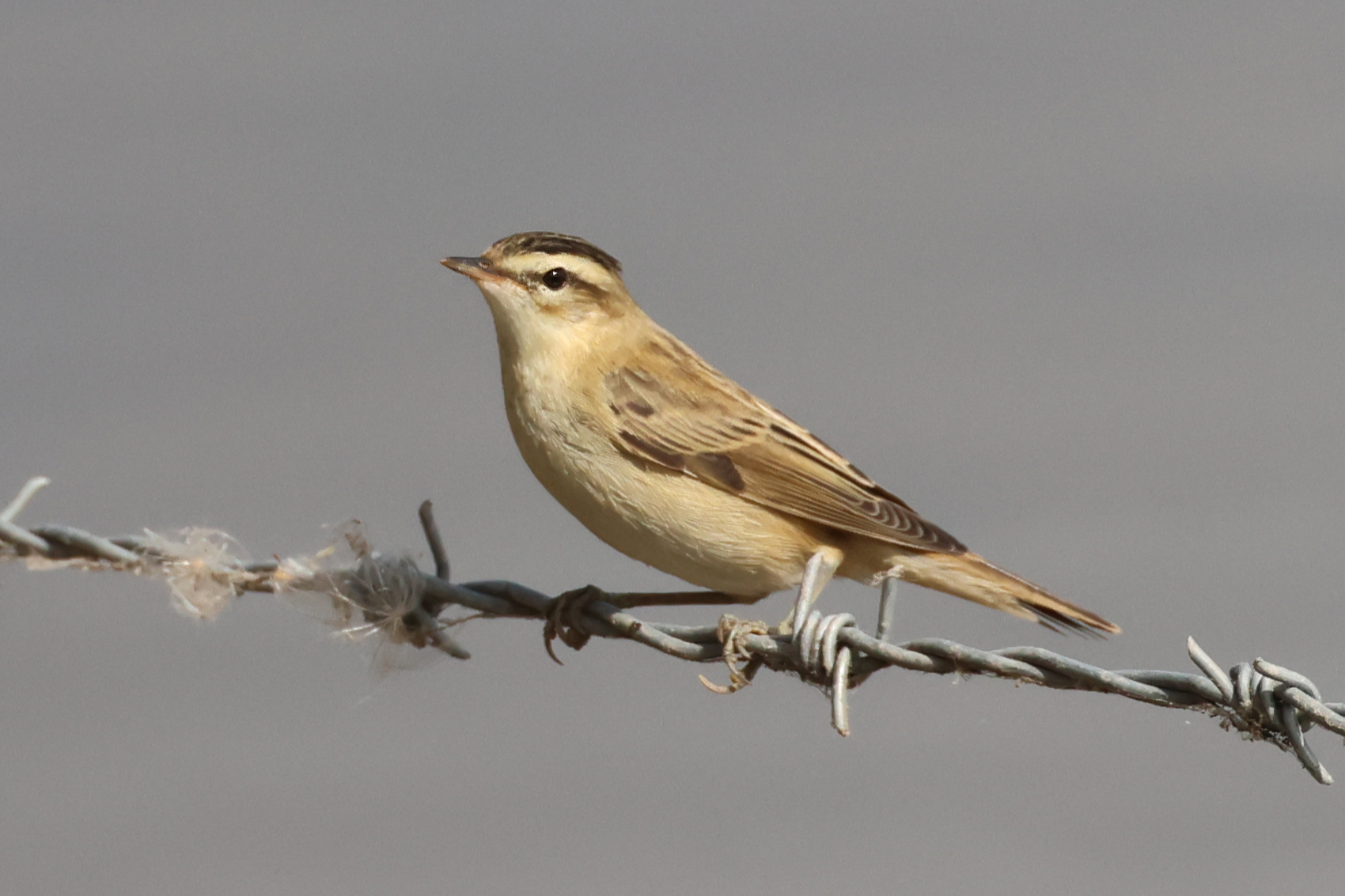 Sedge Warbler