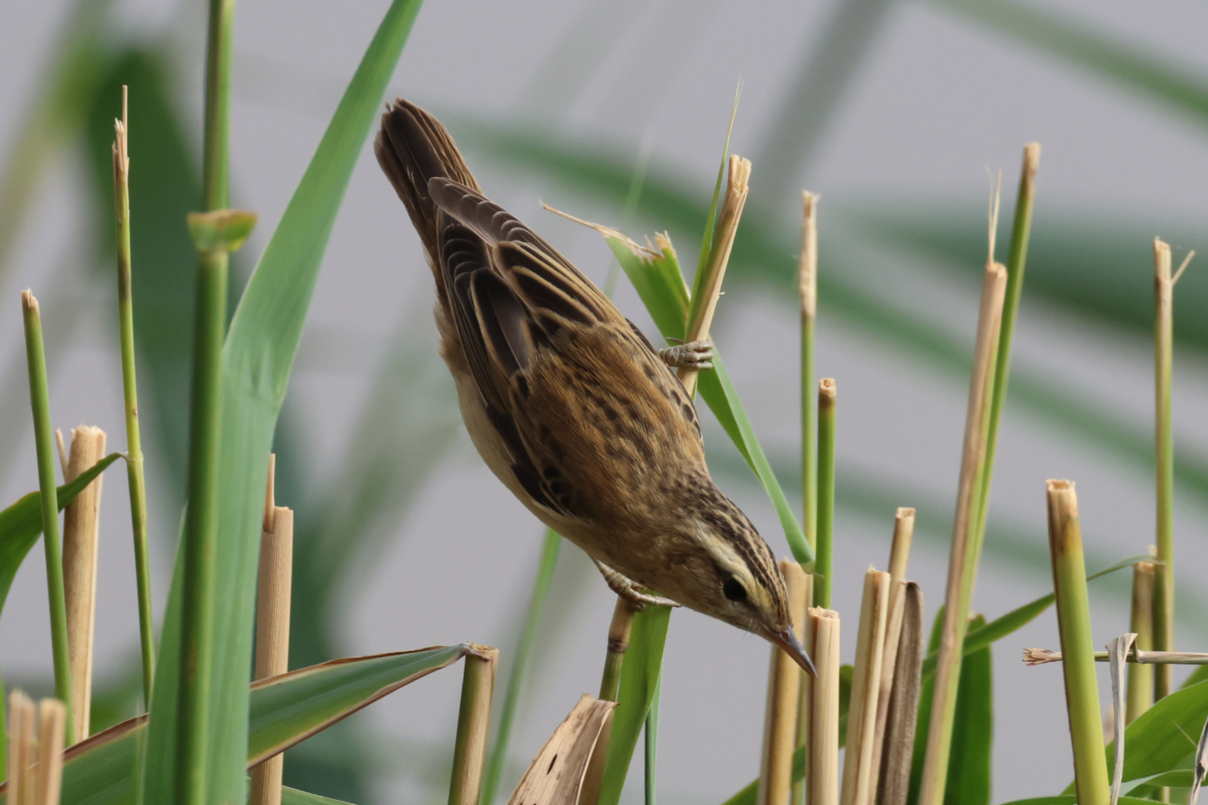 Sedge Warbler