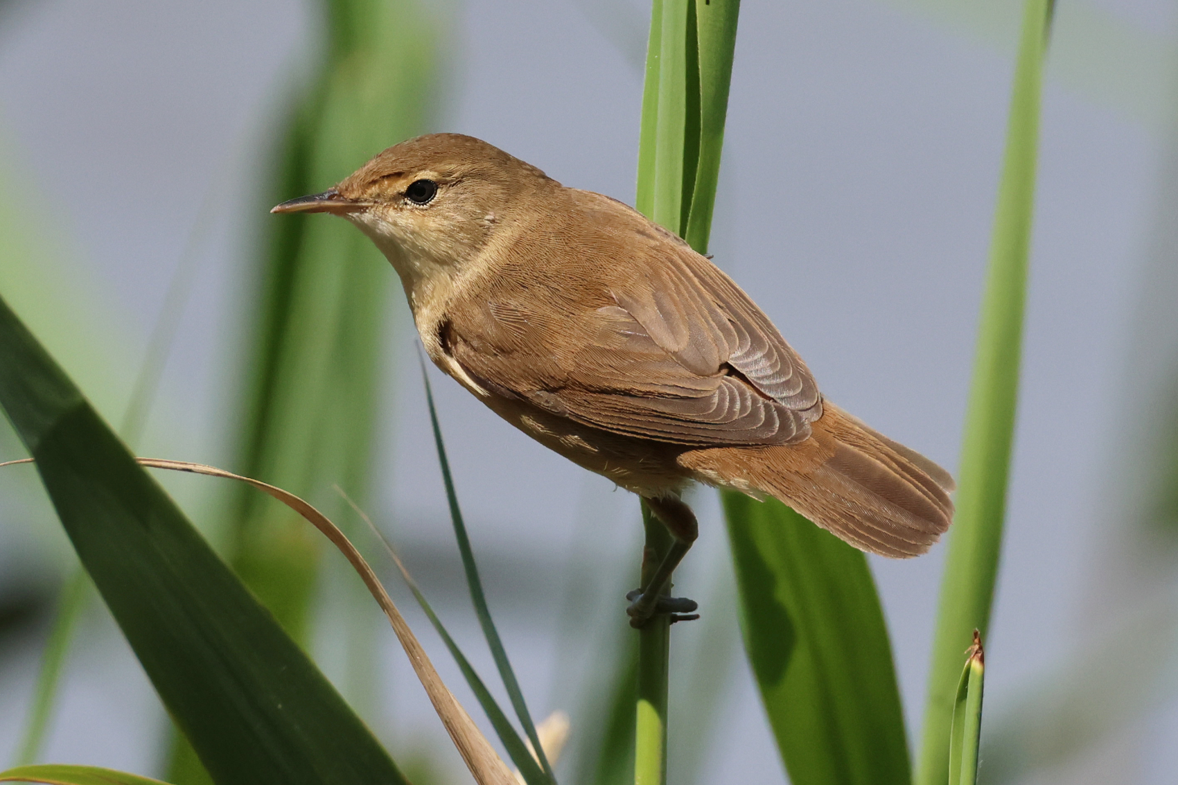 Reed Warbler