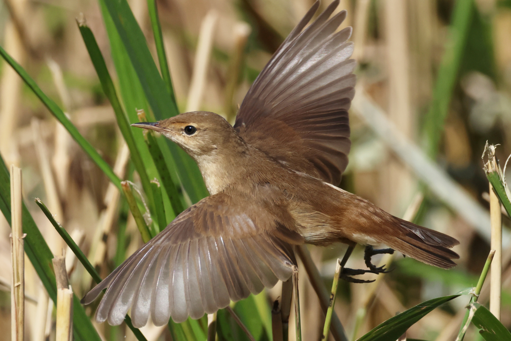 Reed Warbler