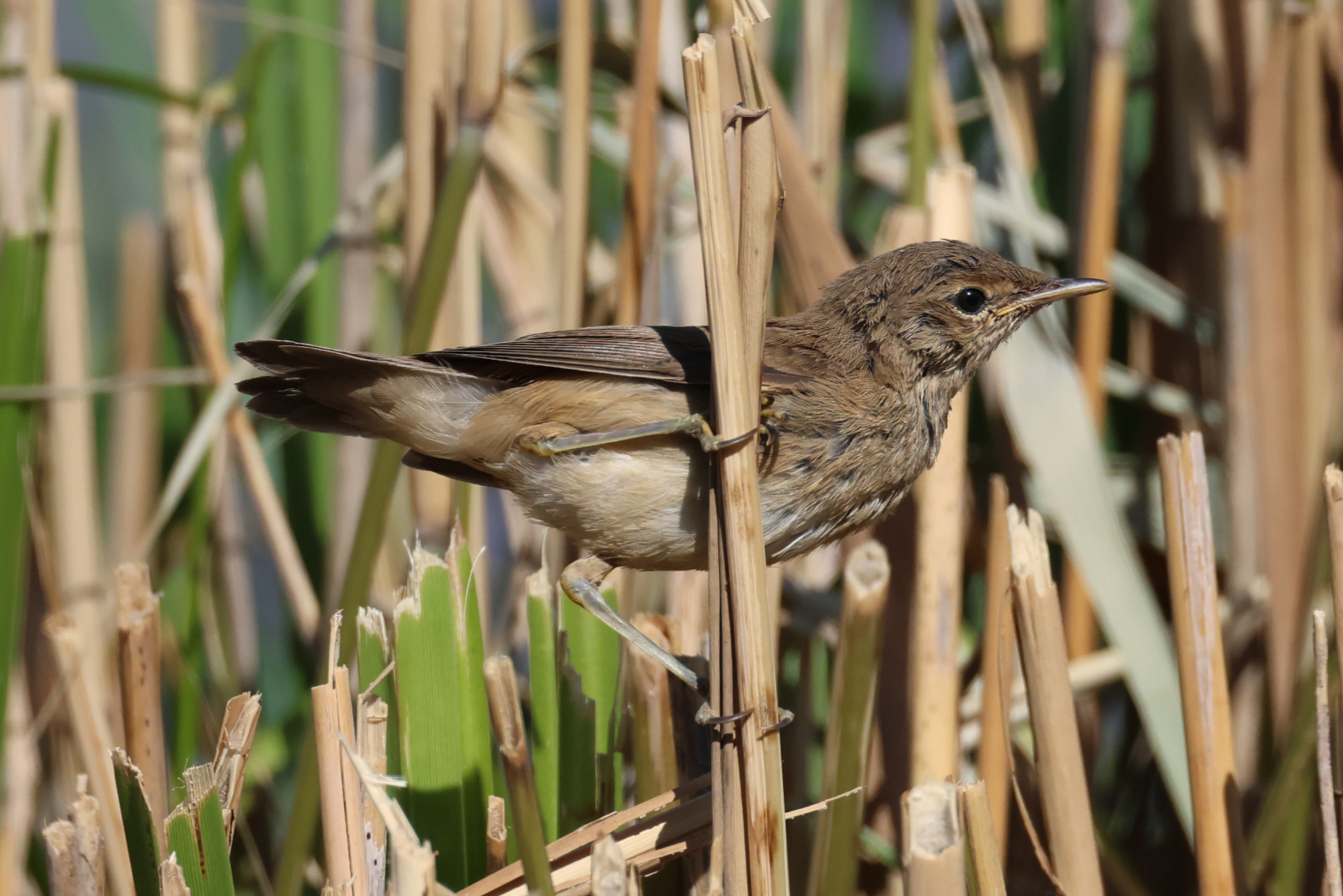 Reed Warbler