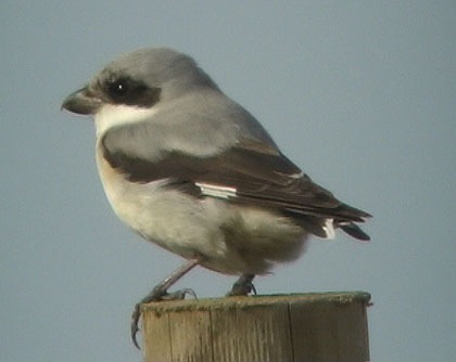 Lesser Grey Shrike