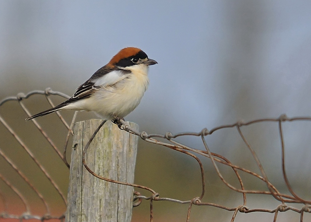 Woodchat Shrike