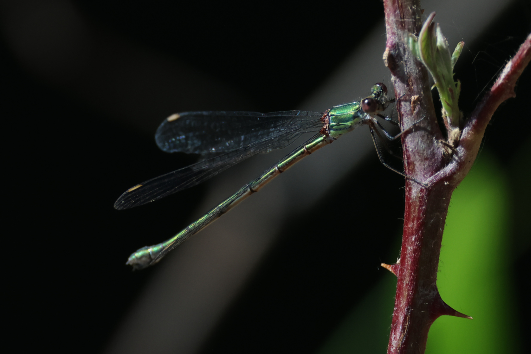 Willow Emerald Damselfly 