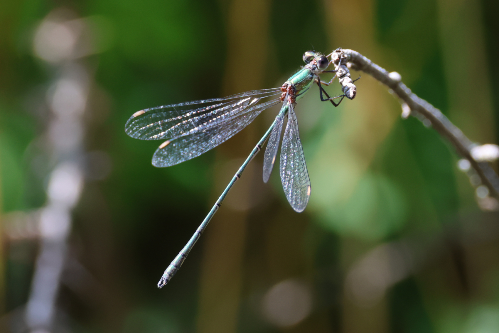 Willow Emerald Damselfly 
