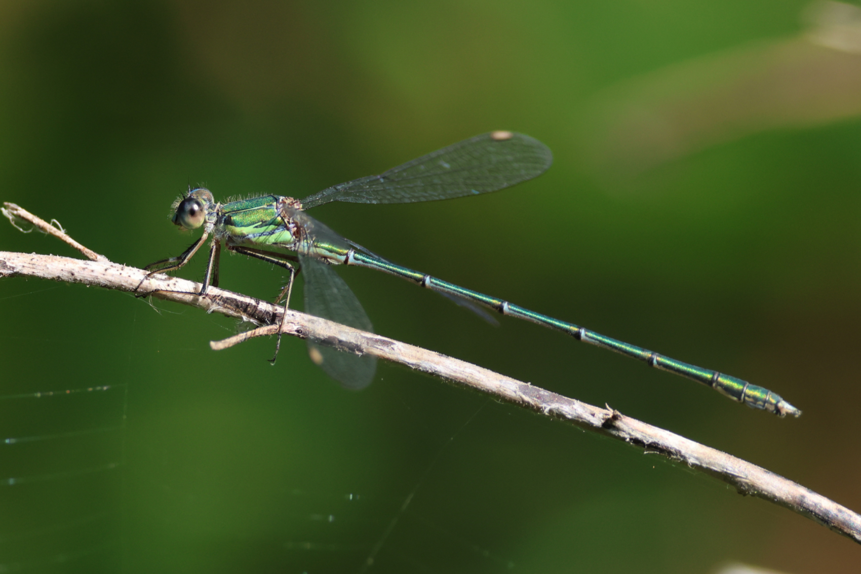 Willow Emerald Damselfly 