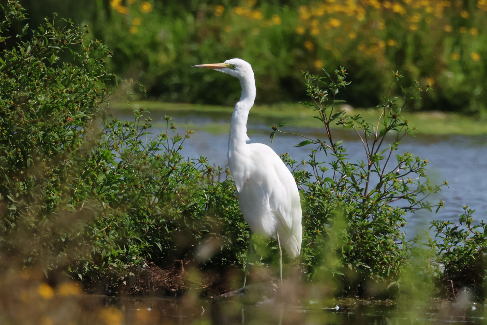 Great White Egret