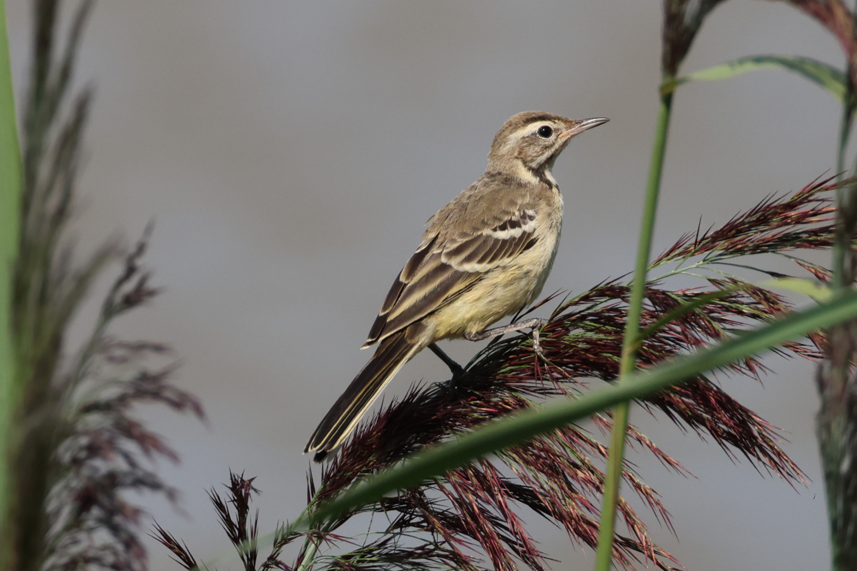 Yellow Wagtail