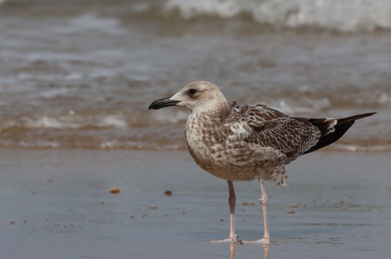 Caspian Gull