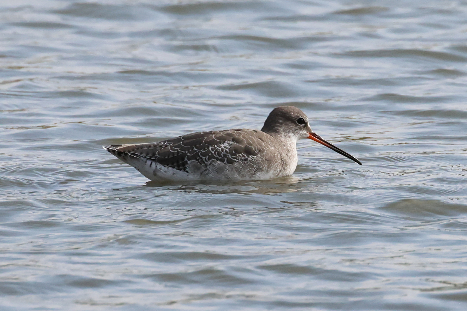 Spotted Redshank