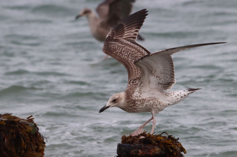 Caspian Gull
