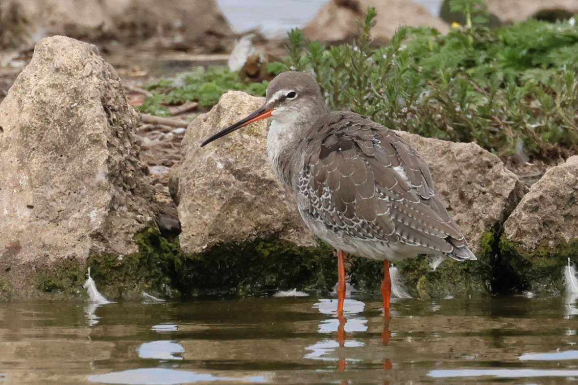 Spotted Redshank