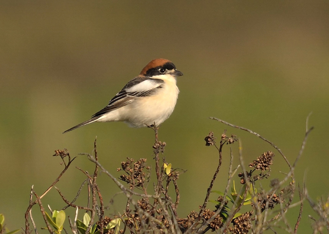 Woodchat Shrike