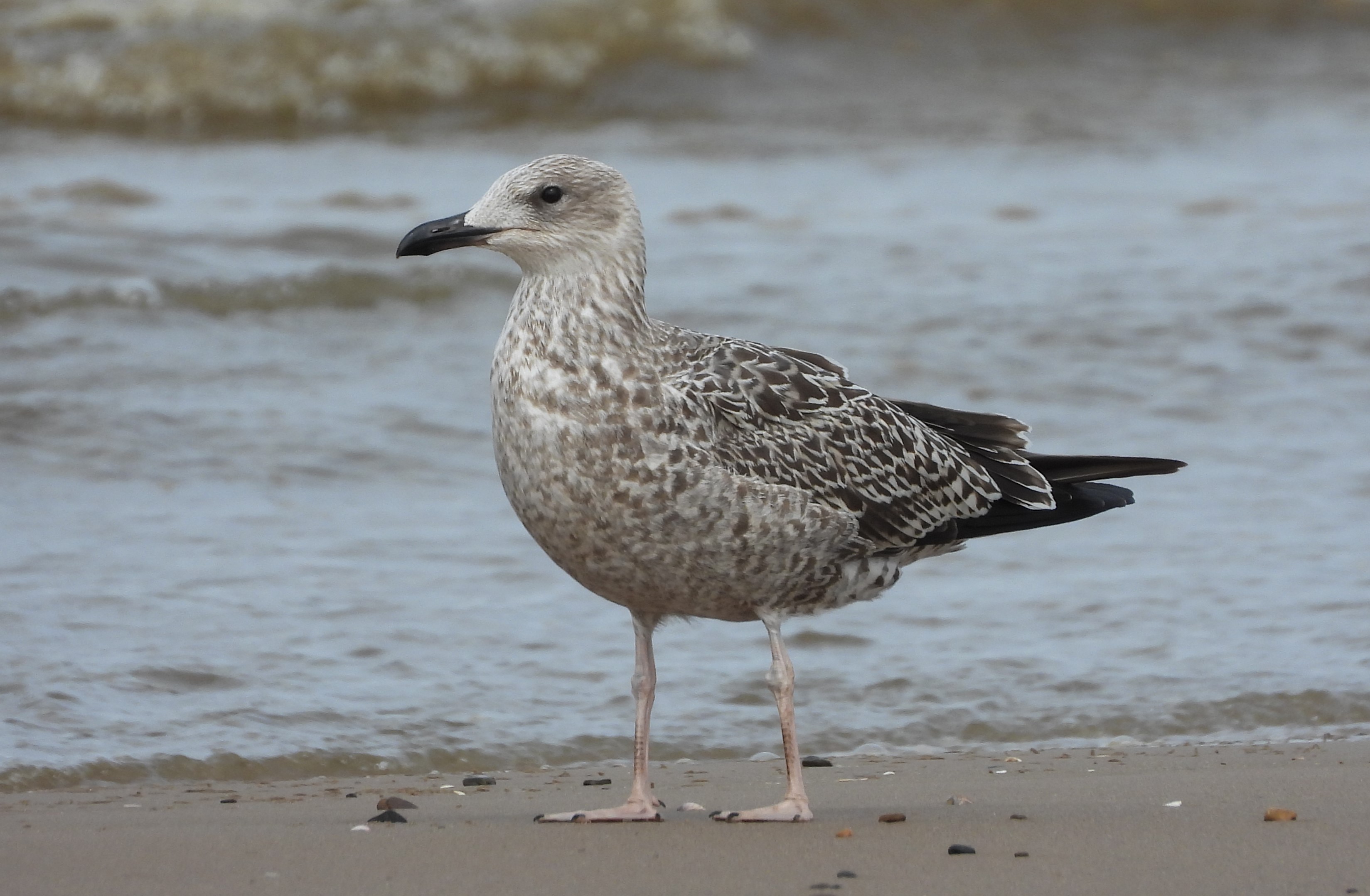 Yellow-legged Gull