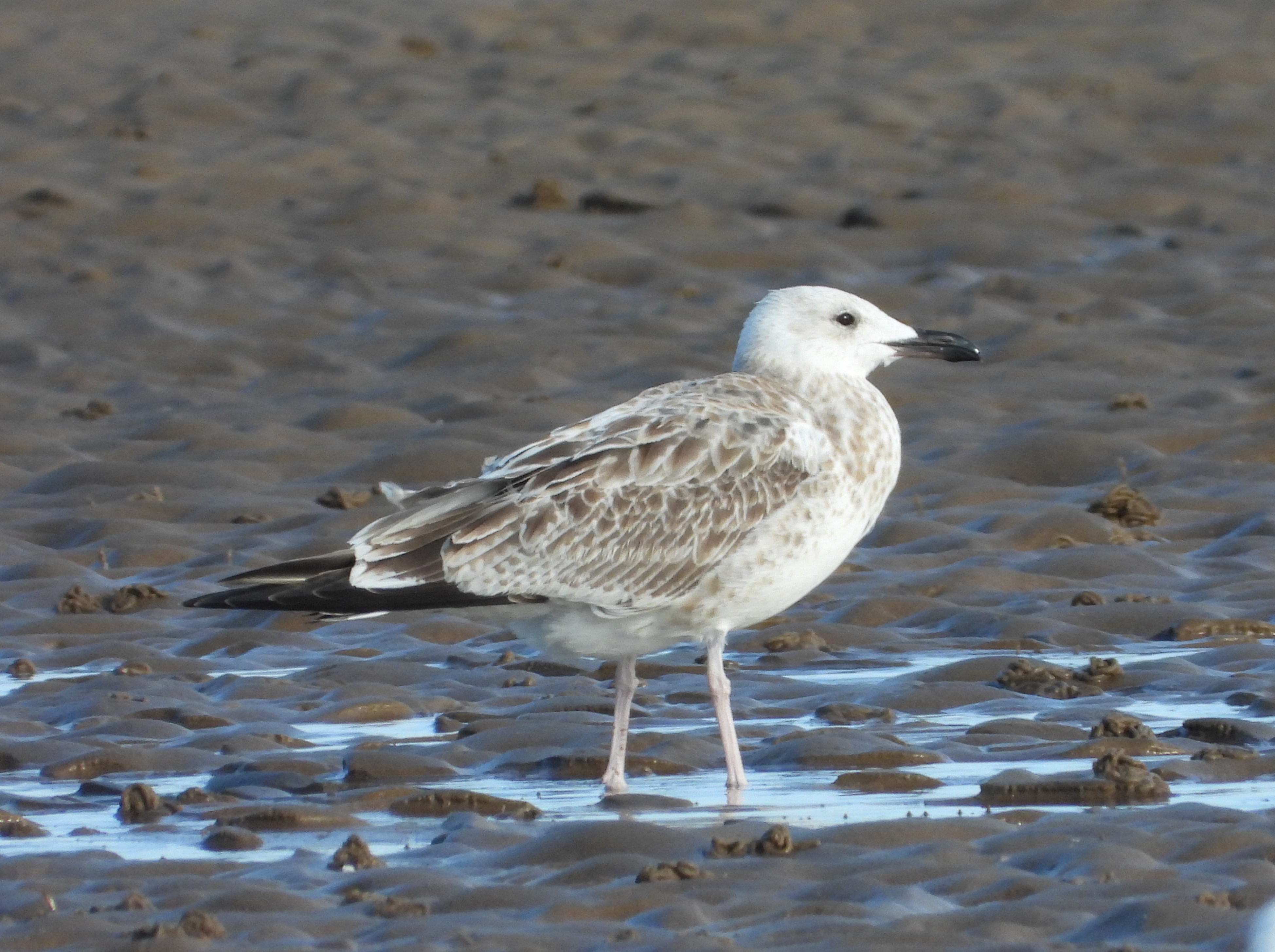 Caspian Gull