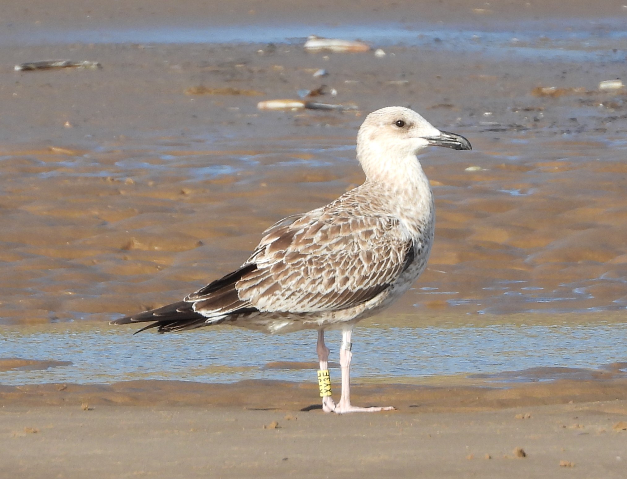 Caspian Gull