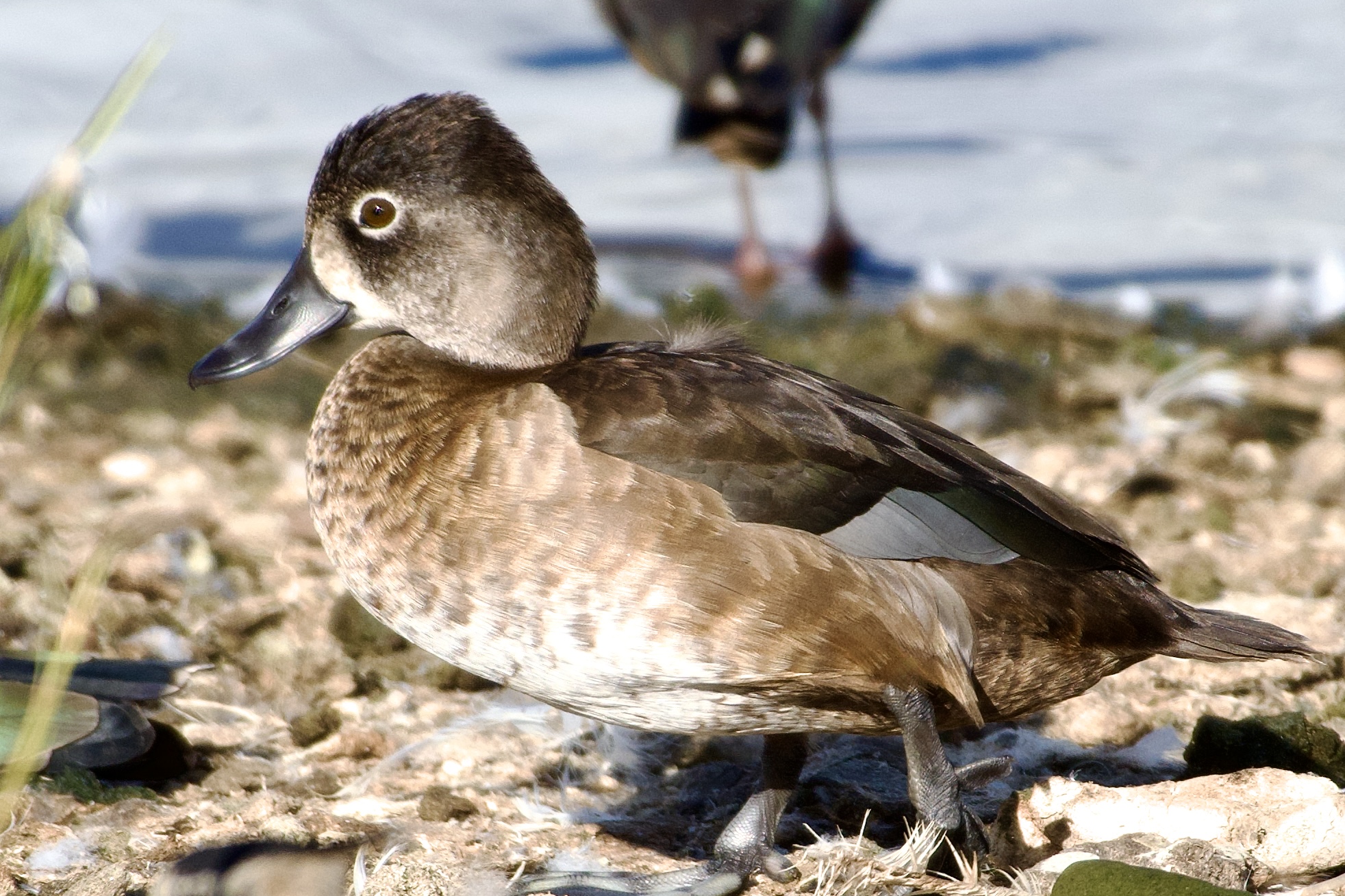 Ring-necked Duck