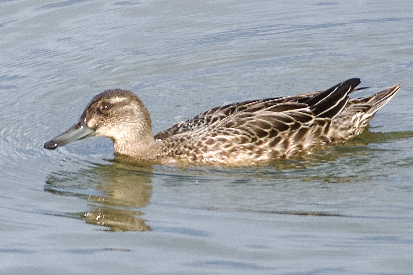 Garganey