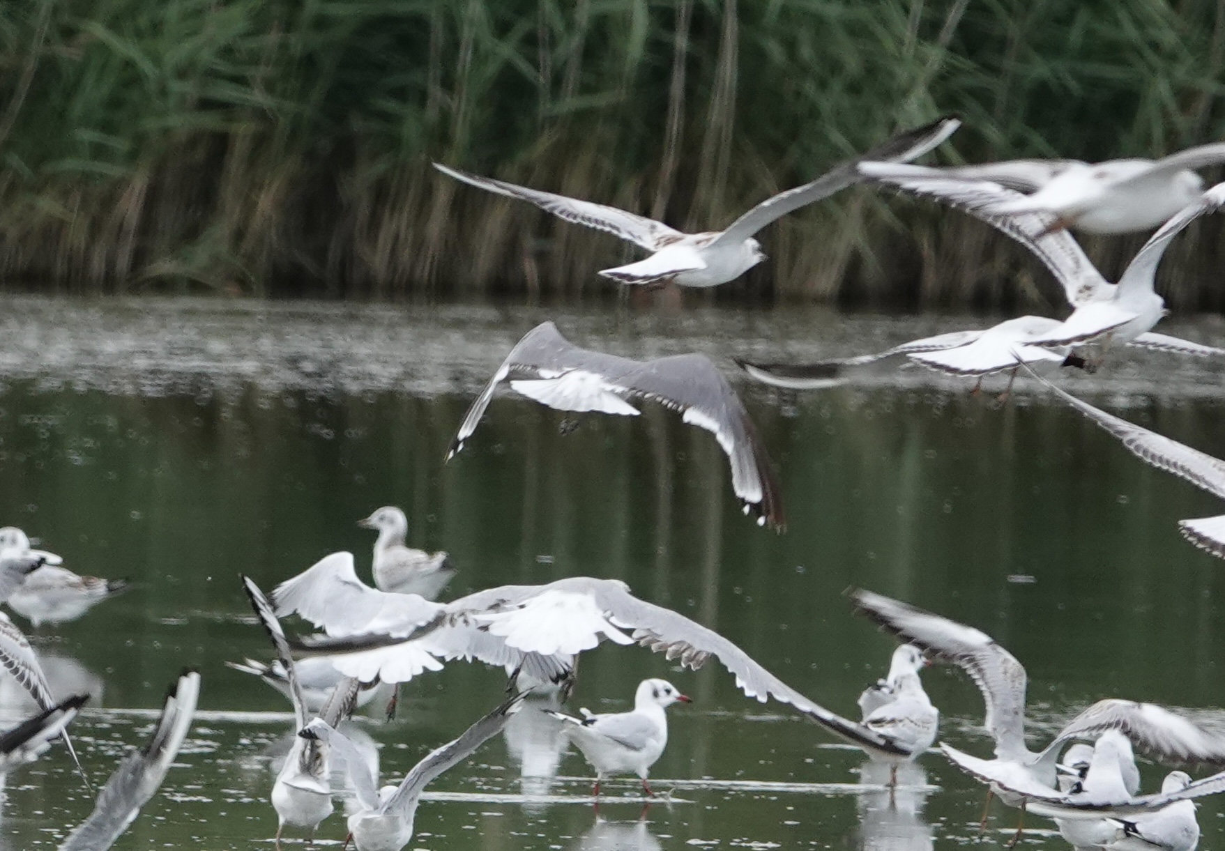 Franklin's Gull