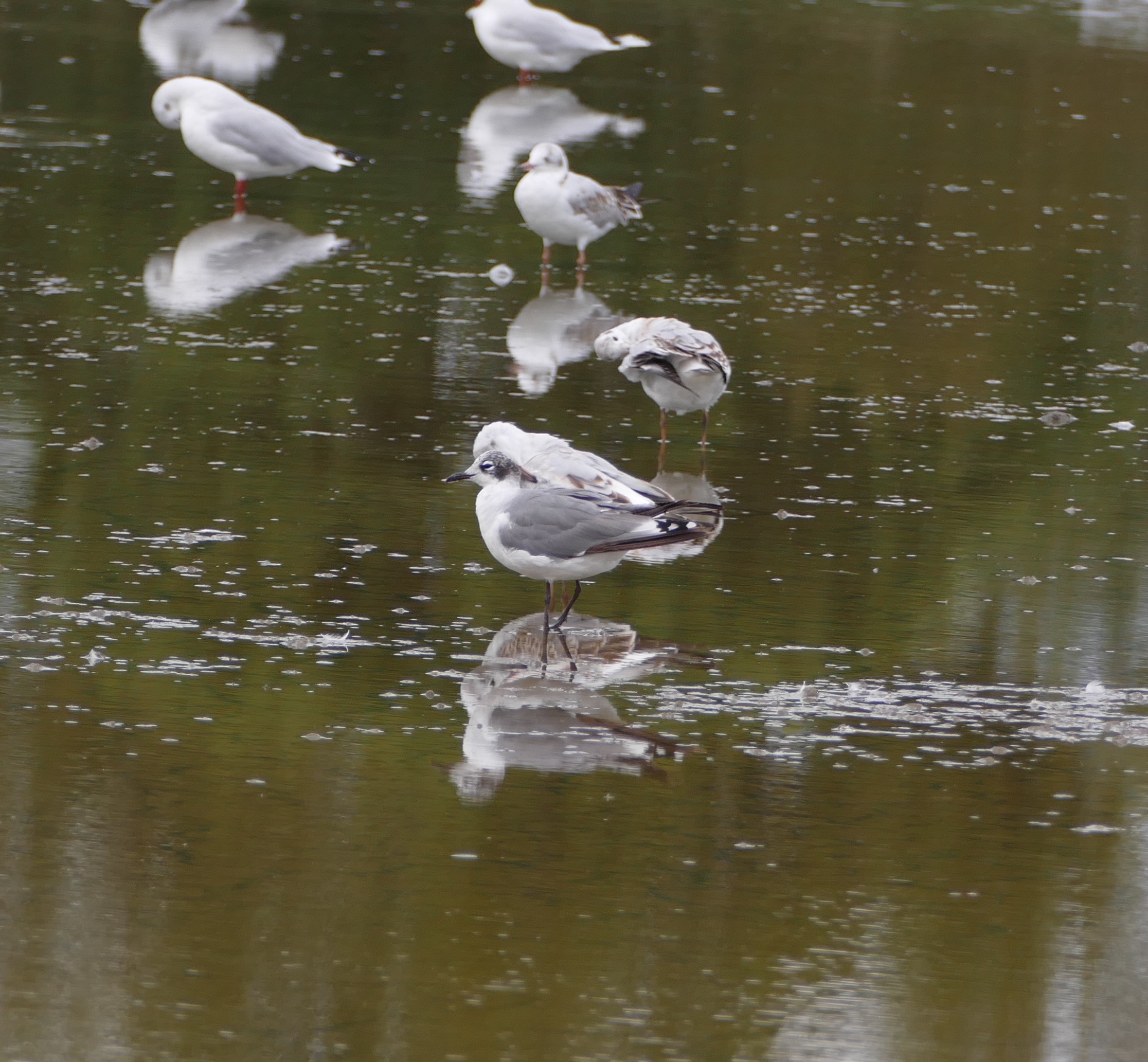 Franklin's Gull