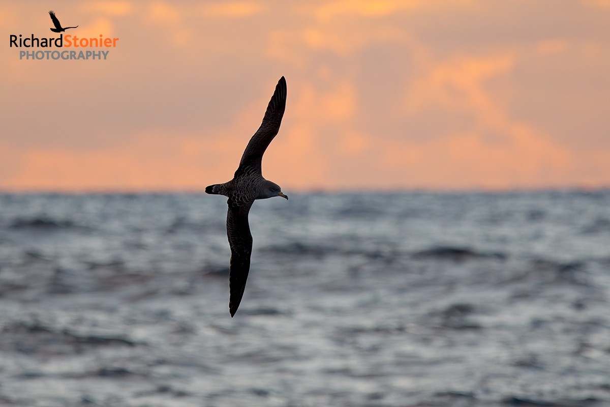 Cory's Shearwater